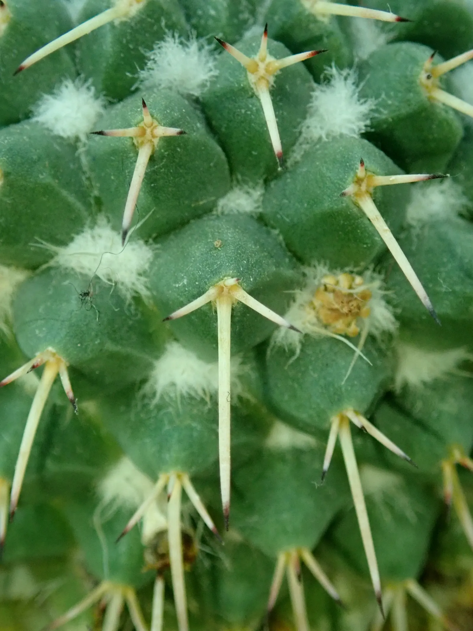 Mother Of Hundreds (Mammillaria Compressa) — Use it to fill gaps in a succulent border; making it a low-maintenance choice for the water-conscious, image 85
