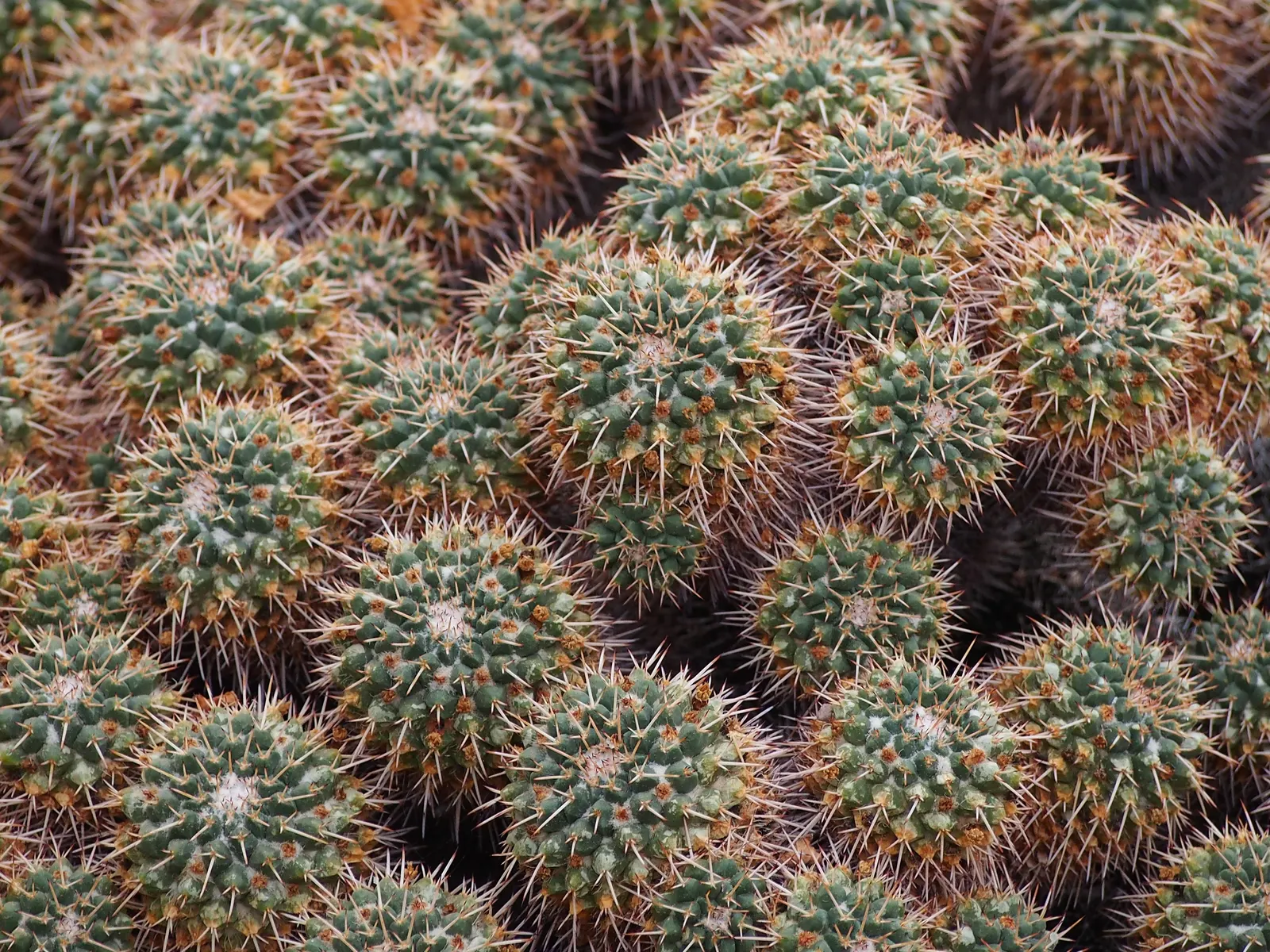 Mother Of Hundreds (Mammillaria Compressa) — as a focal point in a container garden; cactus with pink blooms