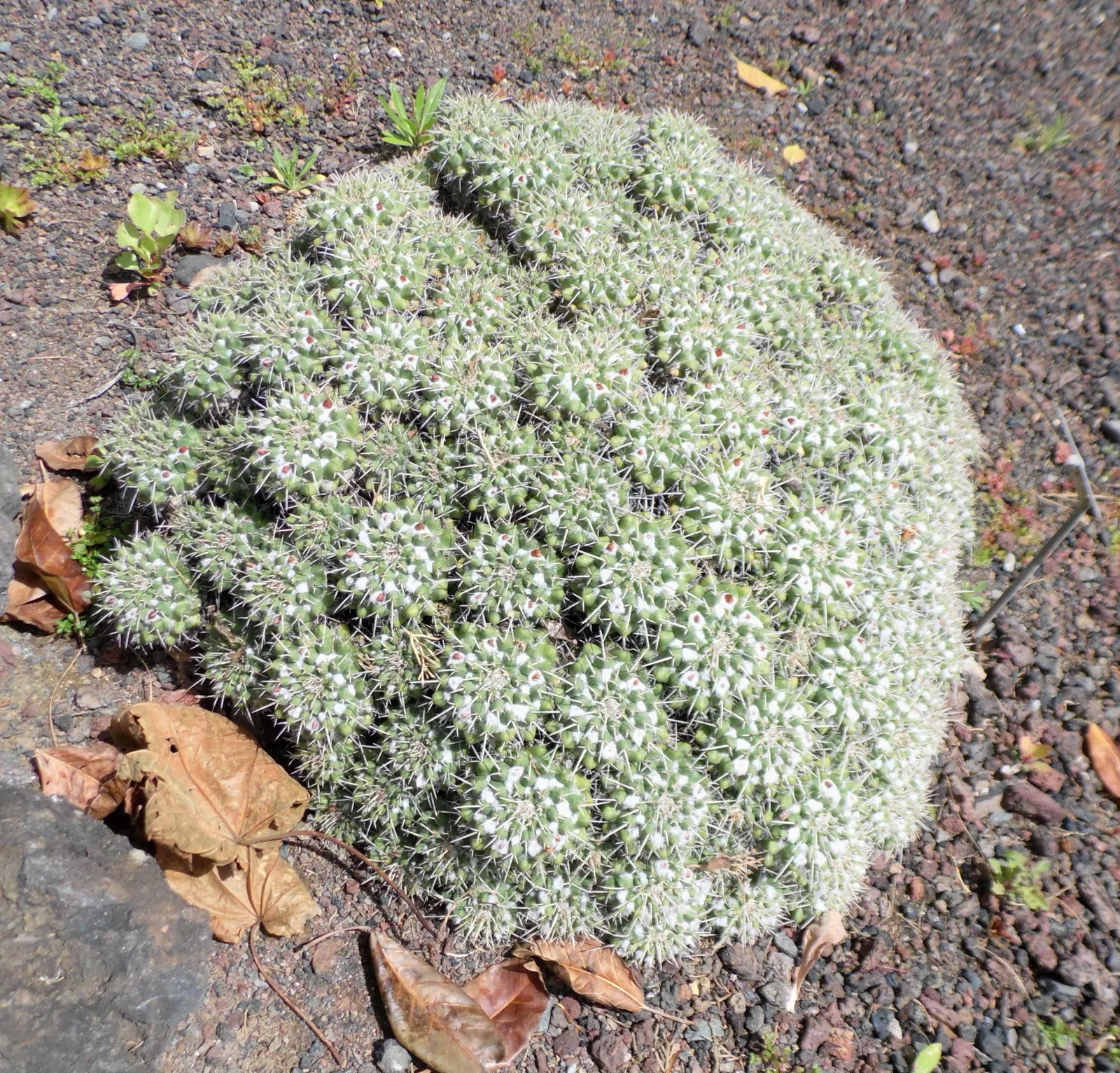 Mother Of Hundreds (Mammillaria Compressa) — offering a rugged yet charming aesthetic; giving rise to its common name.<br><br>The Mother of, image 84