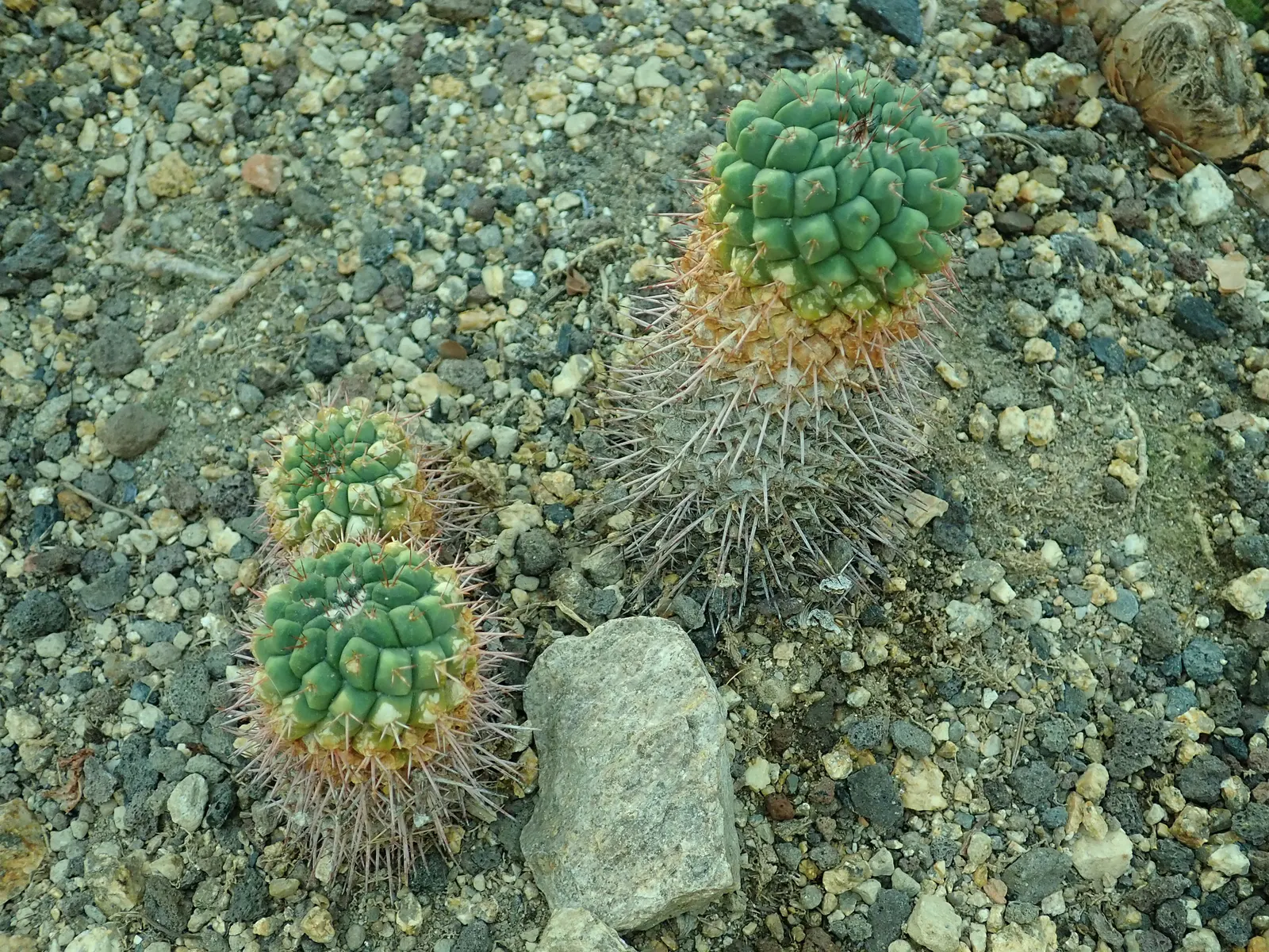 Mother Of Hundreds (Mammillaria Compressa) — pink flowers in the garden; mammillaria compressa has the unique characteristic of producing offsets, image 88