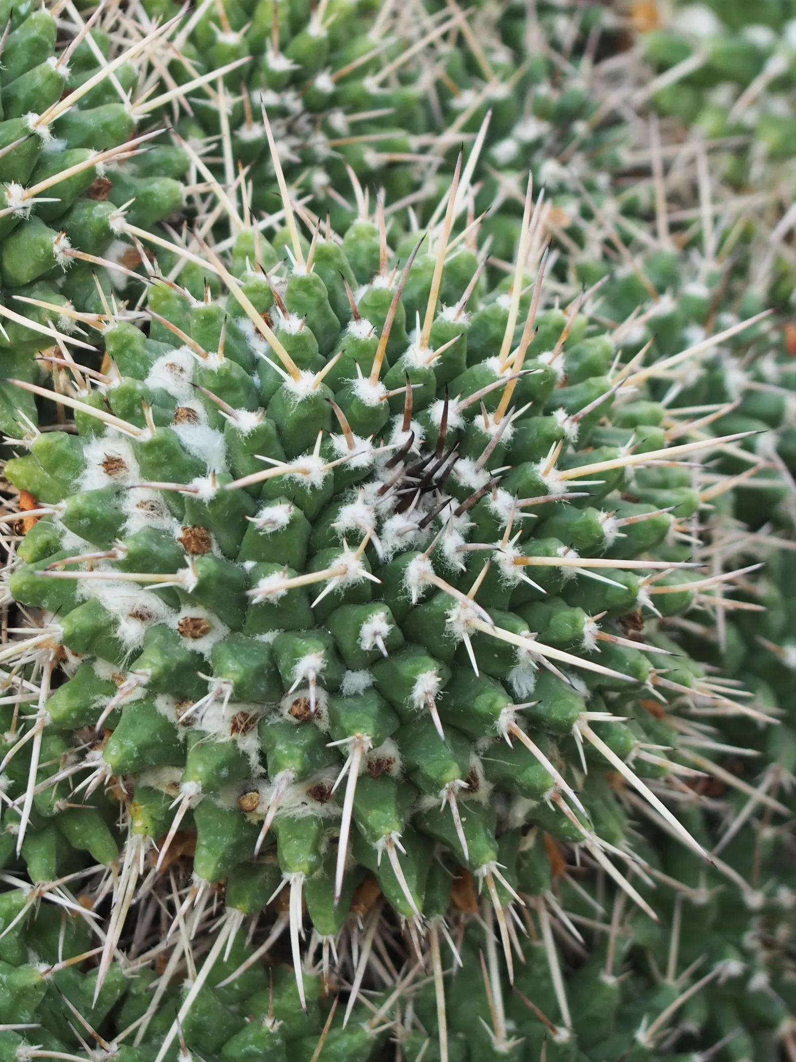 Mother Of Hundreds (Mammillaria Compressa) — It grows 6 to 12 inches tall with a 4 to 6-inch spread; its cylindrical stems are densely packed with
