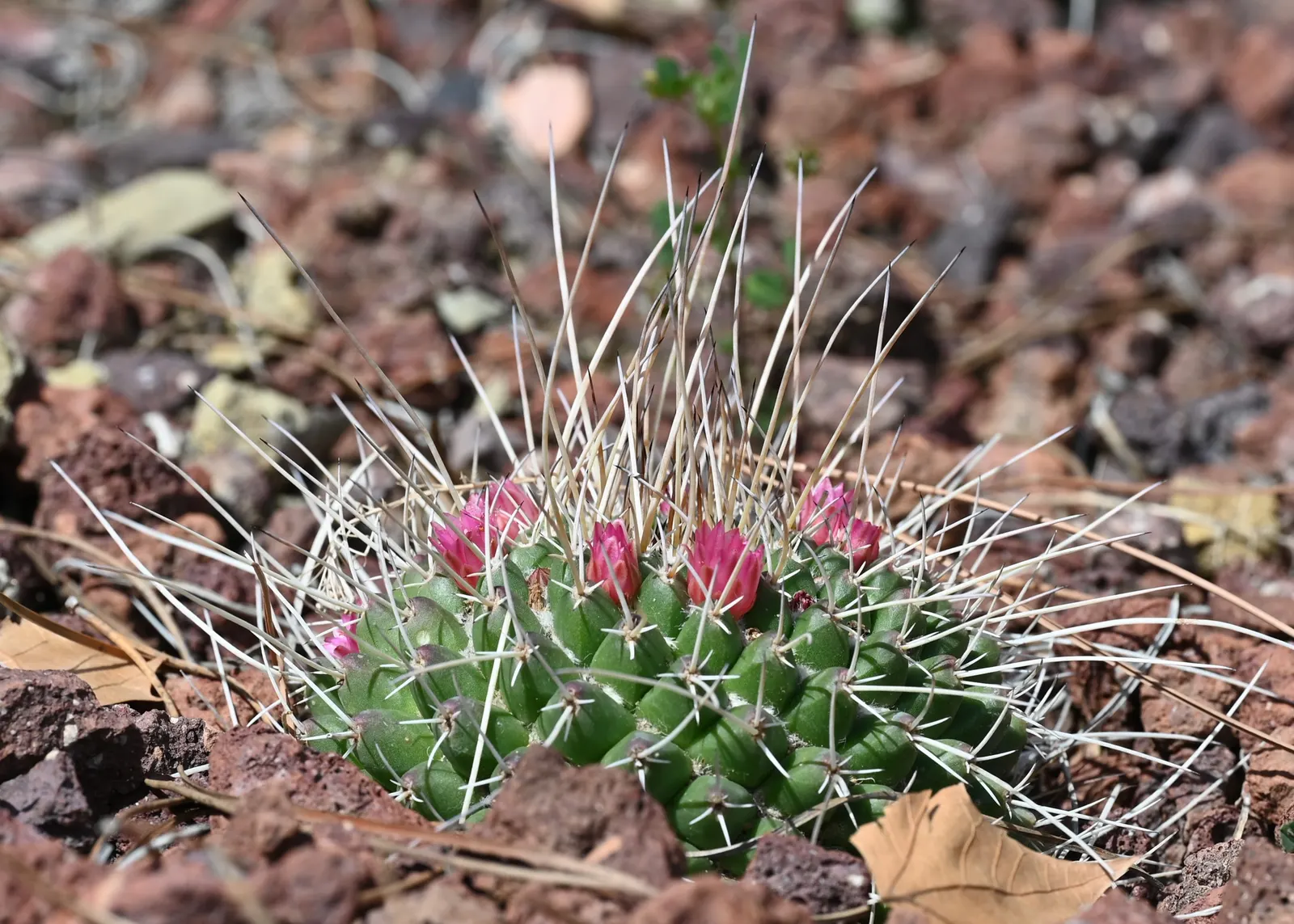 Mother Of Hundreds (Mammillaria Compressa) — This drought-tolerant cactus prefers full sun and well-draining soil