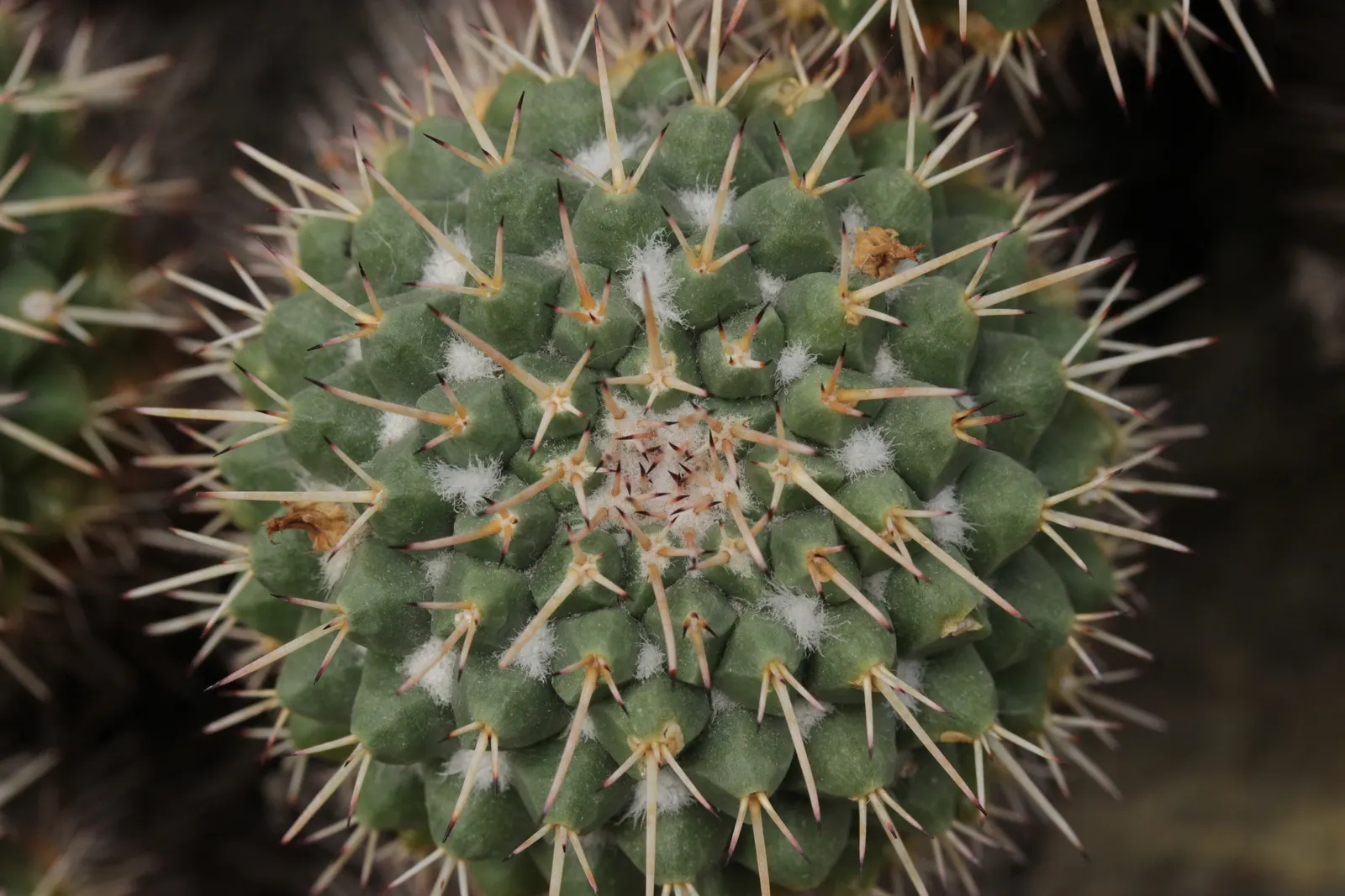 Mother Of Hundreds (Mammillaria Compressa) — Use it to fill gaps in a succulent border; making it a low-maintenance choice for the water-conscious gardener