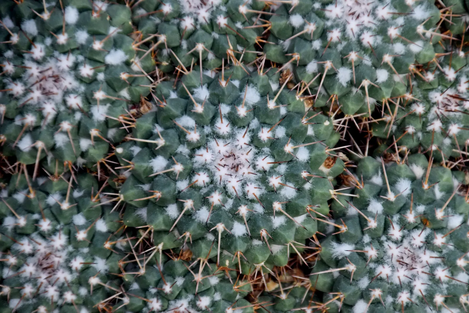Mother Of Hundreds (Mammillaria Compressa) — creamy-white to yellow flowers at the crown