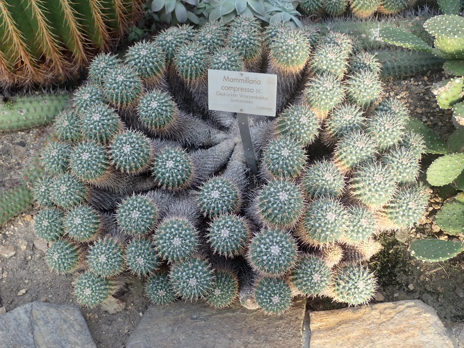 Mother Of Hundreds (Mammillaria Compressa) — typically reaching heights of 6 to 12 inches with equally modest spreads; also known scientifically as, image 100