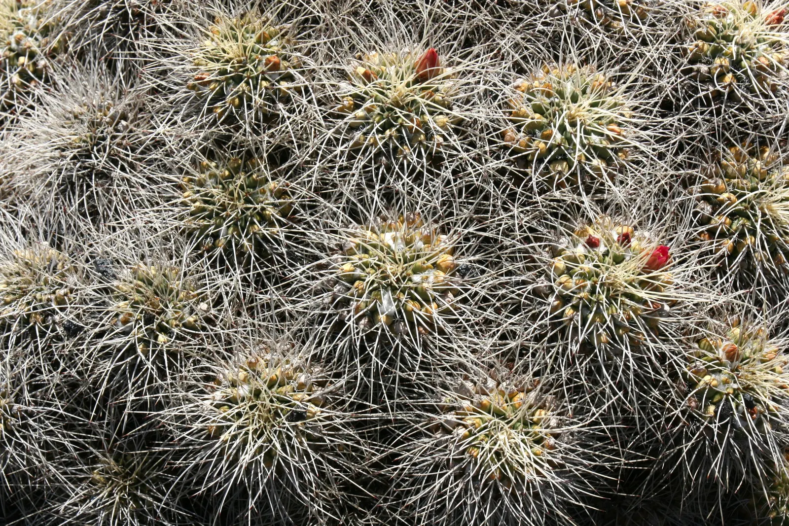 Mother Of Hundreds (Mammillaria Compressa) — While the plant thrives best in USDA Hardiness Zones 9 to 11; typically reaching heights of 6 to 12 inches with