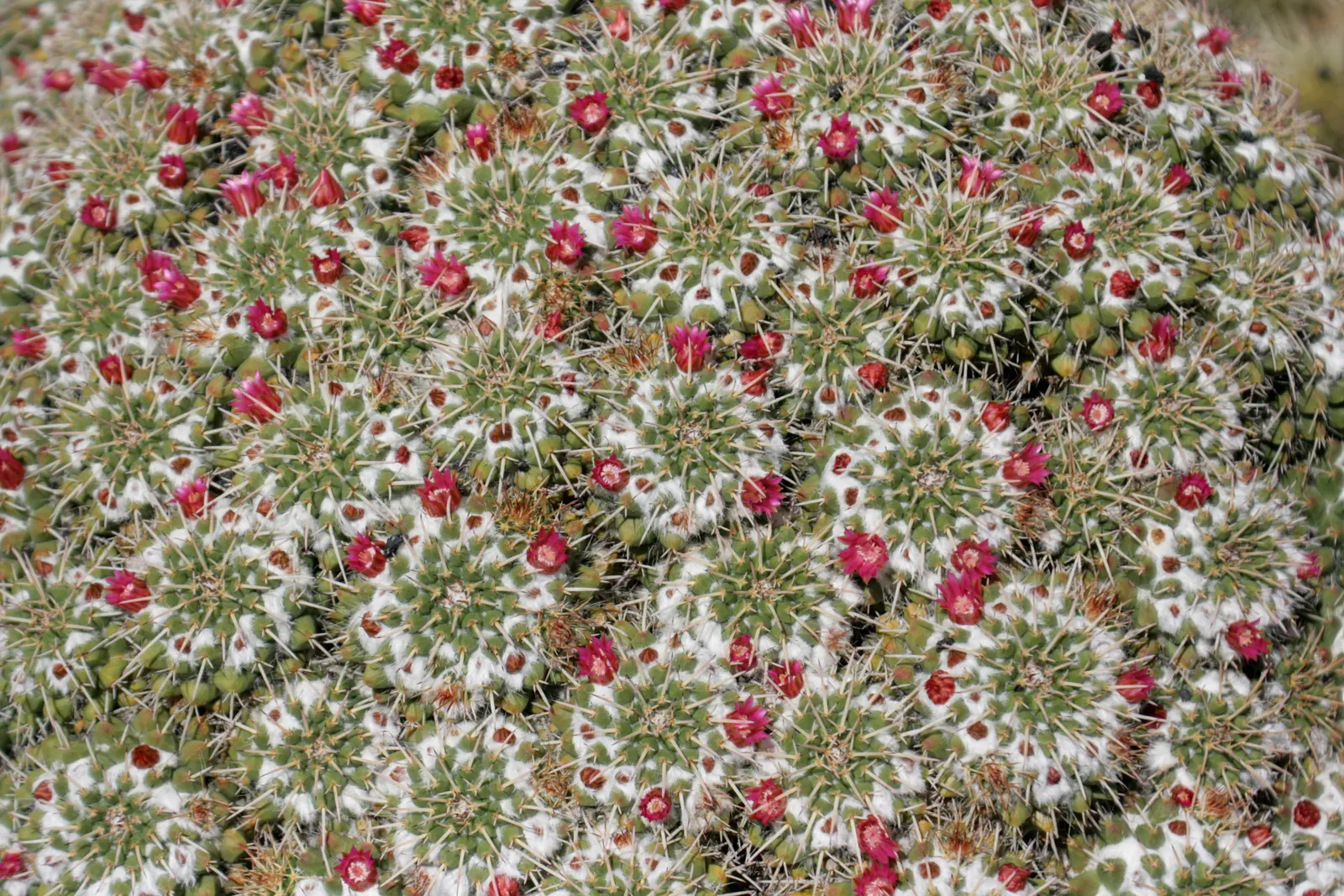 Mother Of Hundreds (Mammillaria Compressa) — giving rise to its common name.<br><br>The Mother of Hundreds blooms during late spring to early summer; each