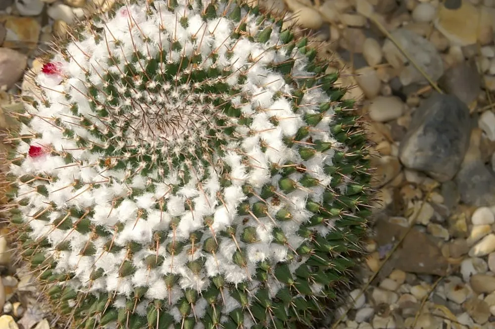 Mother Of Hundreds (Mammillaria Compressa) — also known scientifically as 'Mammillaria compressa'; creamy-white to yellow flowers at the crown, image 67