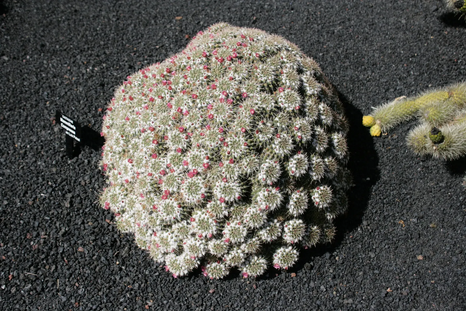Mother Of Hundreds (Mammillaria Compressa) — This drought-tolerant species requires minimal water; offering a rugged yet charming aesthetic