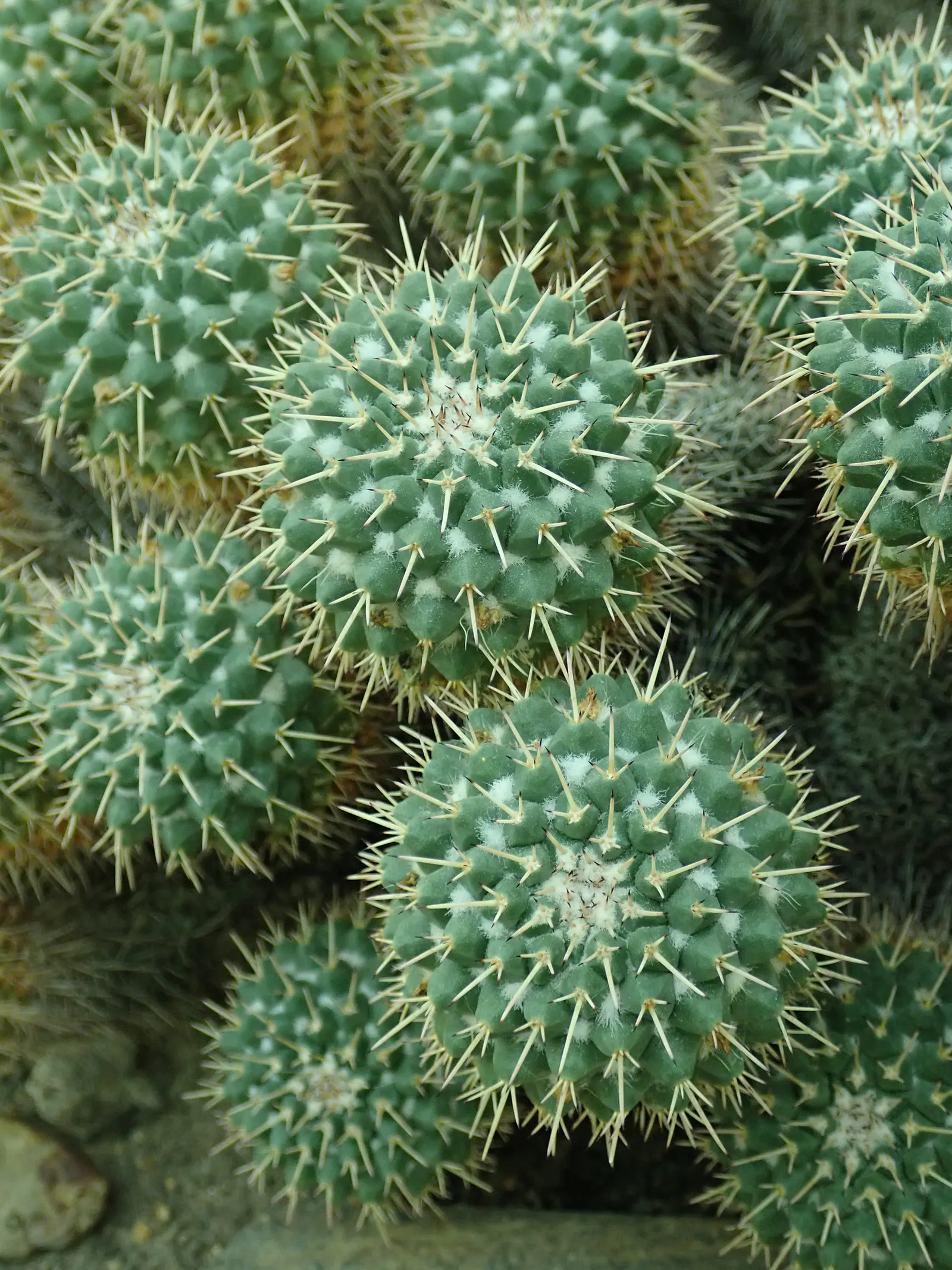 Mother Of Hundreds (Mammillaria Compressa) — is a distinctive cactus variety that can add an eye-catching textural element to any xeriscape or rock garden; its