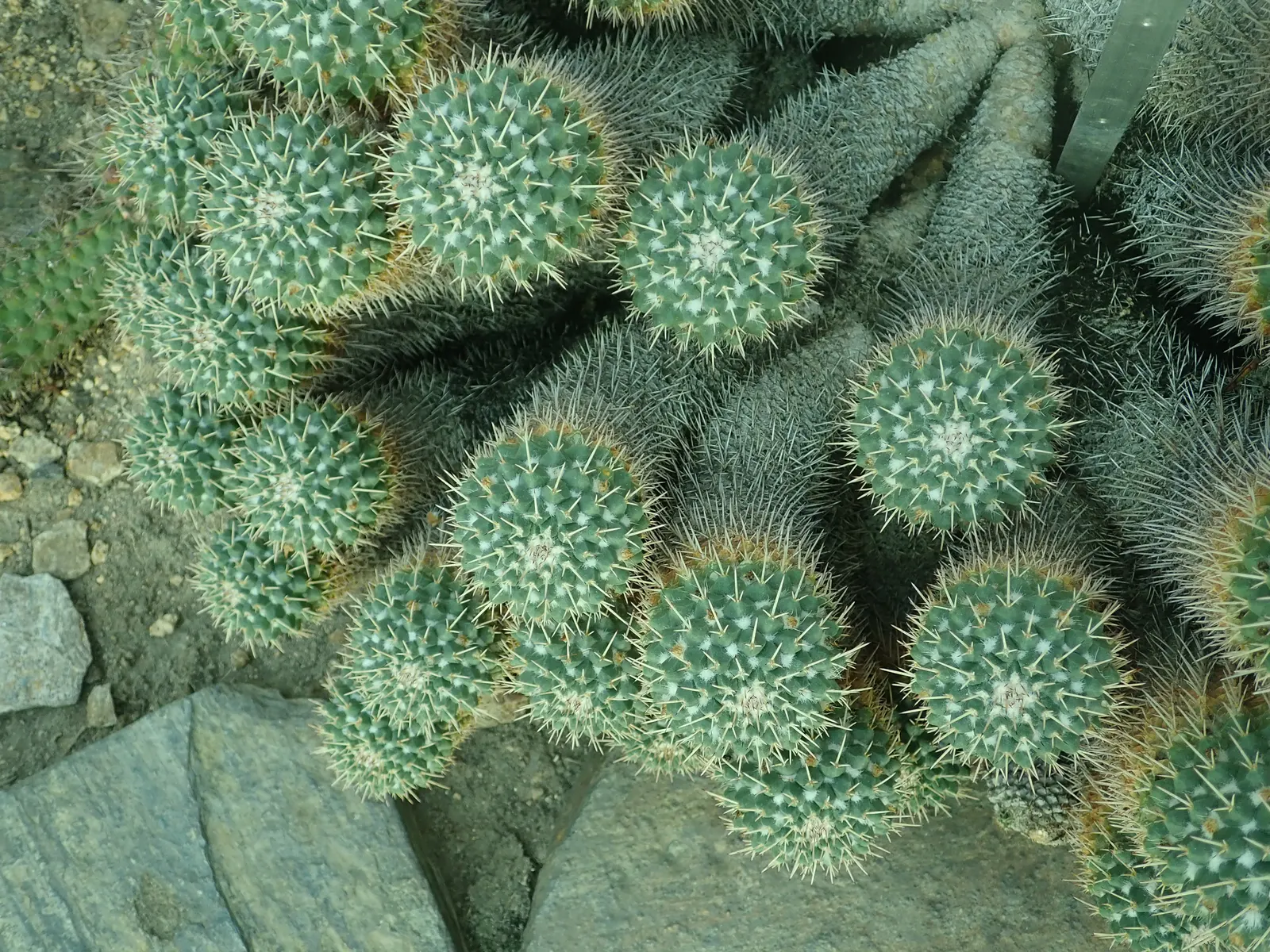 Mother Of Hundreds (Mammillaria Compressa) — creamy-white to yellow flowers at the crown; while the plant thrives best in USDA Hardiness Zones 9 to 11