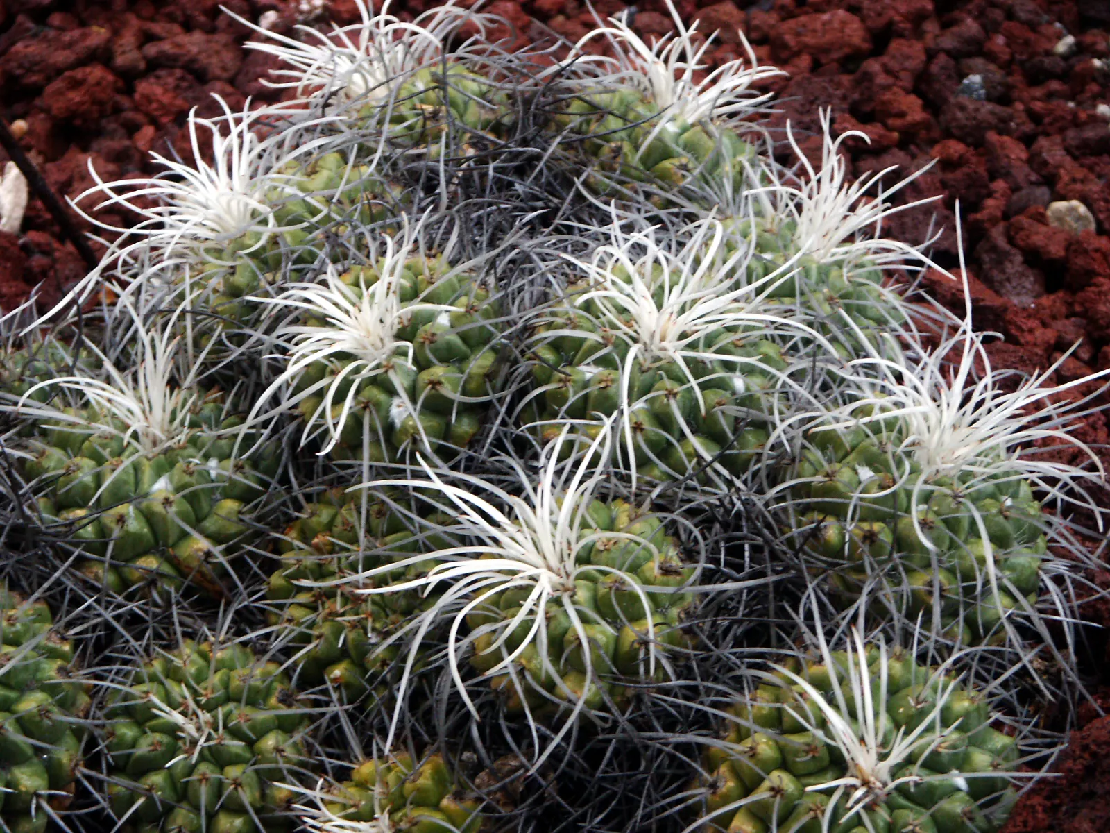 Mother Of Hundreds (Mammillaria Compressa) — Its dense white spines provide a striking contrast to yellow blooms; flowers measure approximately 0.75 to 1 inch