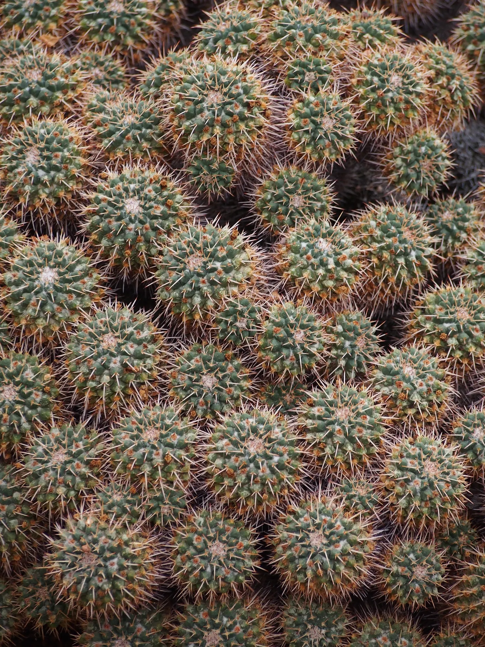 Mother Of Hundreds (Mammillaria Compressa) — Mammillaria compressa, 'Mother of Hundreds,' is a globular cactus known for its clustering habit; this