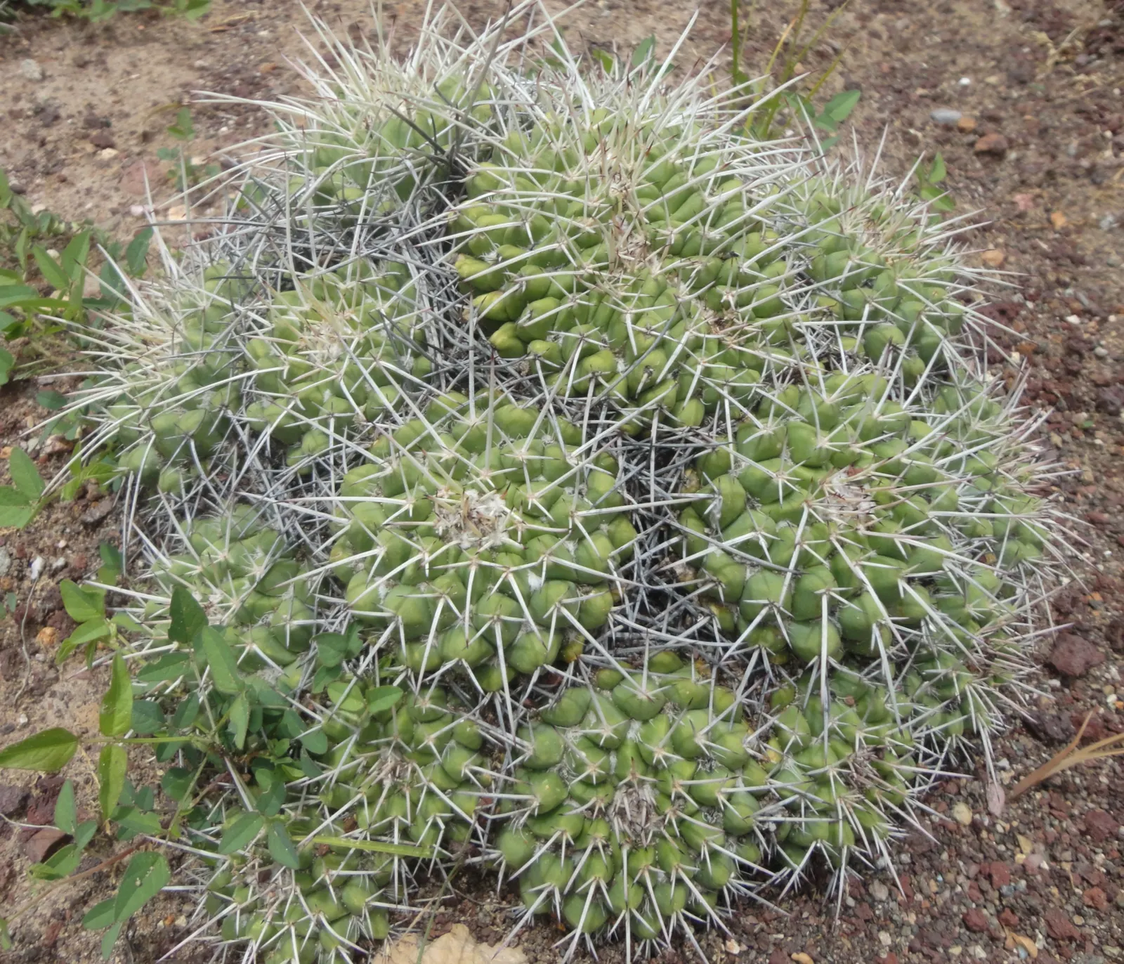 Mother Of Hundreds (Mammillaria Compressa) — This perennial plant boasts a low; cactus for full or half, image 99