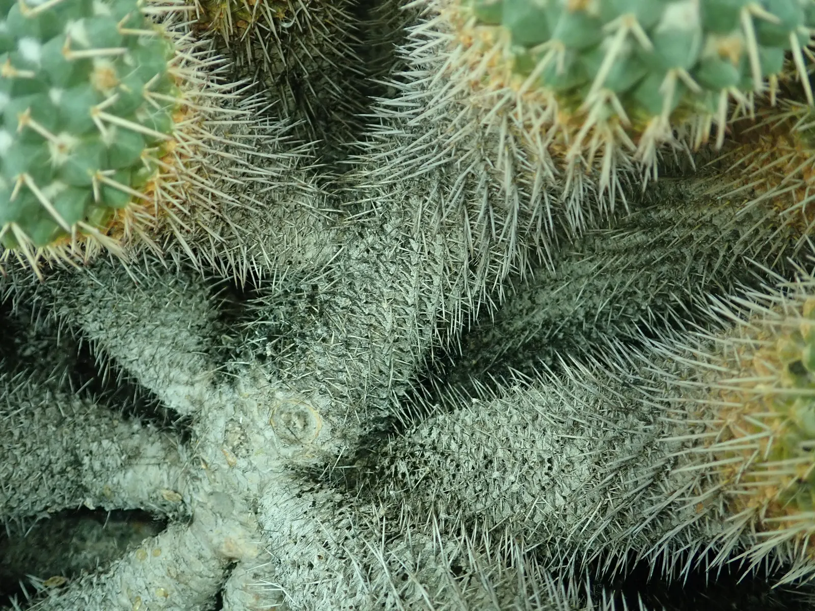 Mother Of Hundreds (Mammillaria Compressa) — it offers a low-maintenance option for arid-themed landscapes; this perennial plant boasts a low, image 66
