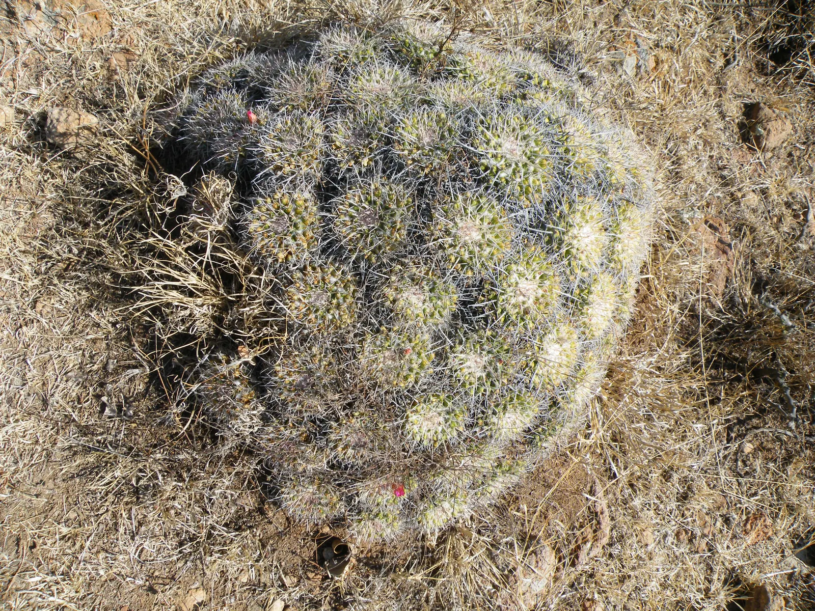 Mother Of Hundreds (Mammillaria Compressa) — making it a low-maintenance choice for the water-conscious gardener