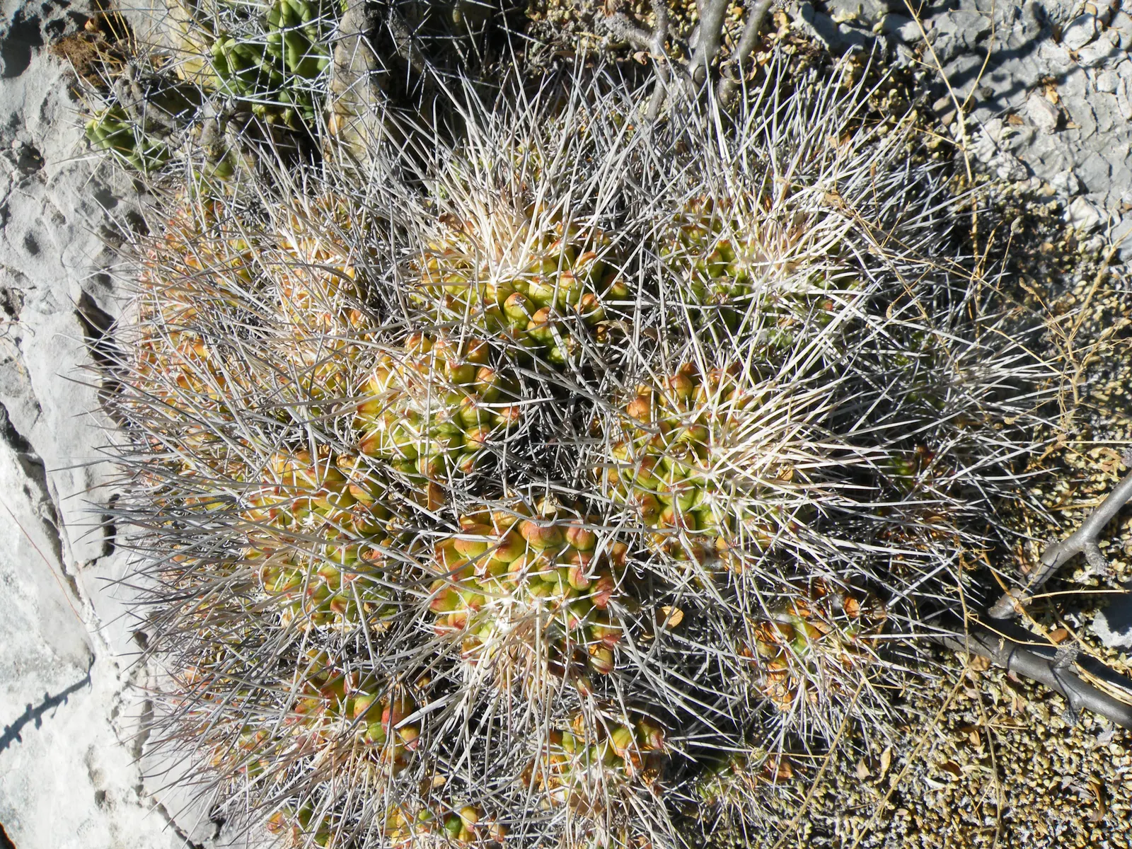 Mother Of Hundreds (Mammillaria Compressa) — This drought-tolerant cactus prefers full sun and well-draining soil; use it to fill gaps in a, image 64