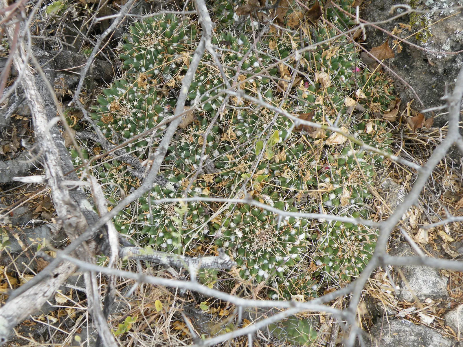 Mother Of Hundreds (Mammillaria Compressa) — pink flowers in the garden; mammillaria compressa has the unique characteristic of producing offsets