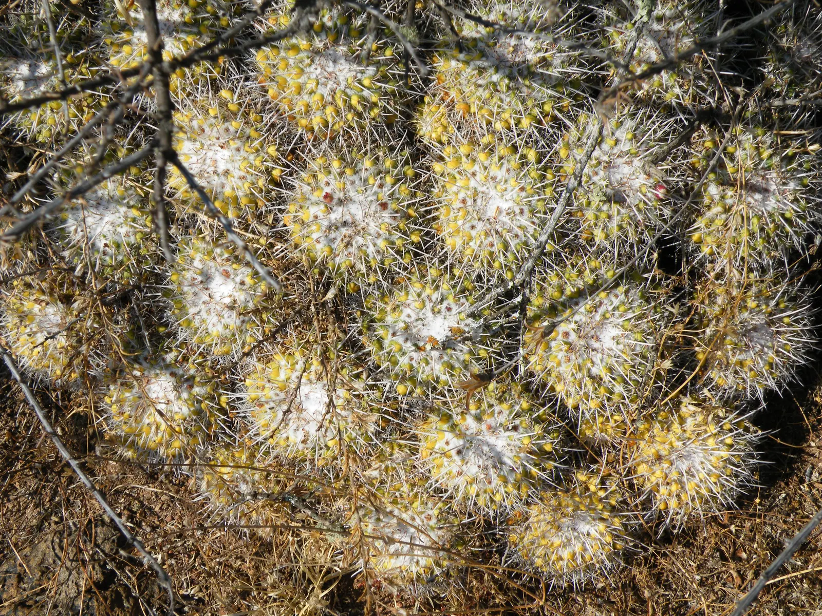 Mother Of Hundreds (Mammillaria Compressa) — It grows 6 to 12 inches tall with a 4 to 6-inch spread; its cylindrical stems are densely packed with, image 62