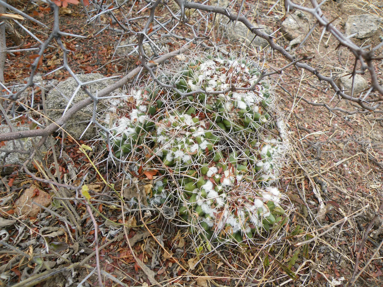 Mother Of Hundreds (Mammillaria Compressa) — is a distinctive cactus variety that can add an eye-catching textural element to any xeriscape or rock garden