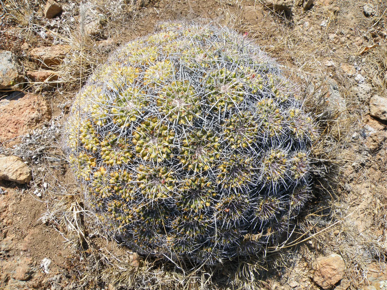 Mother Of Hundreds (Mammillaria Compressa) — Flowers measure approximately 0.75 to 1 inch in diameter; its dense white spines provide a striking, image 78