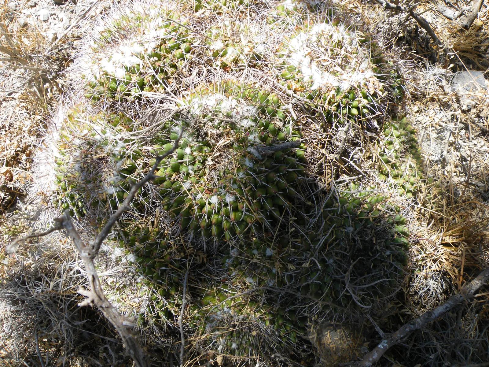 Mother Of Hundreds (Mammillaria Compressa) — cactus for full or half