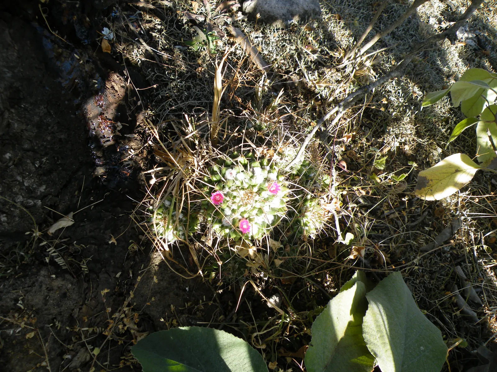 Mother Of Hundreds (Mammillaria Compressa) — Ideal for rock gardens or as a textured ground cover; it grows 6 to 12 inches tall with a 4 to 6-inch, image 95