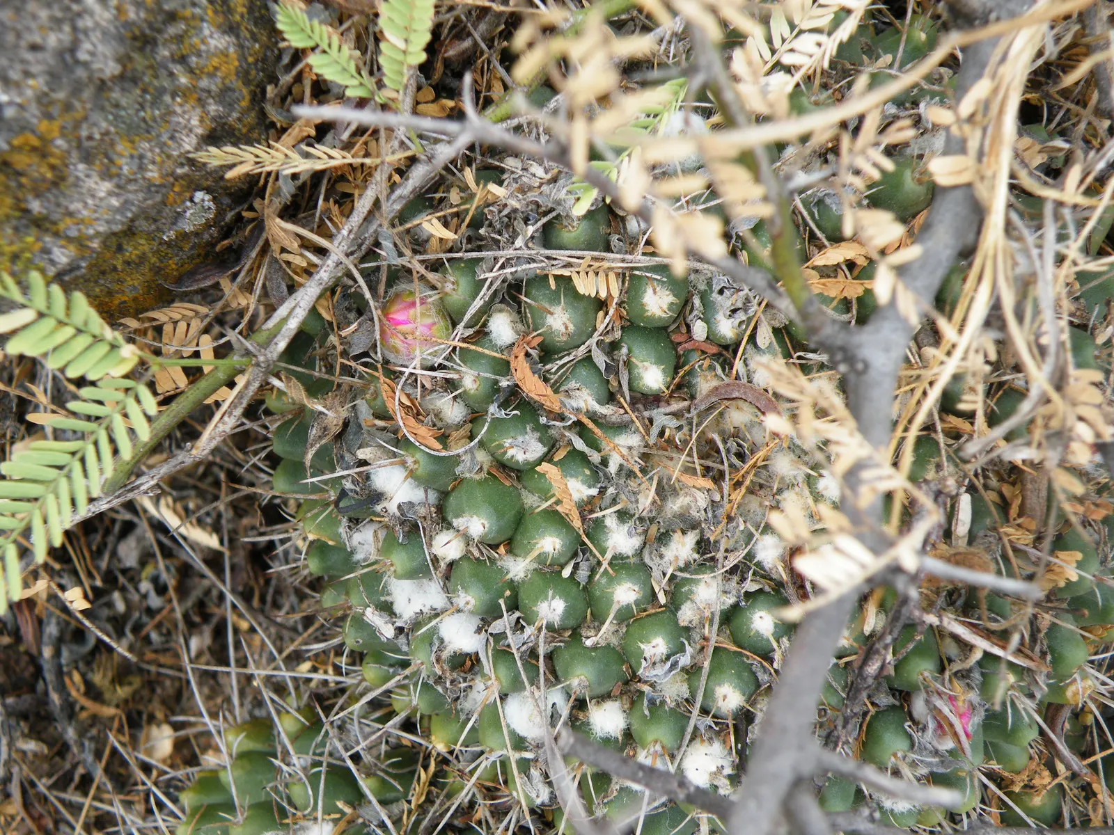 Mother Of Hundreds (Mammillaria Compressa) — Ideal for rock gardens or as a textured ground cover; it grows 6 to 12 inches tall with a 4 to 6-inch spread