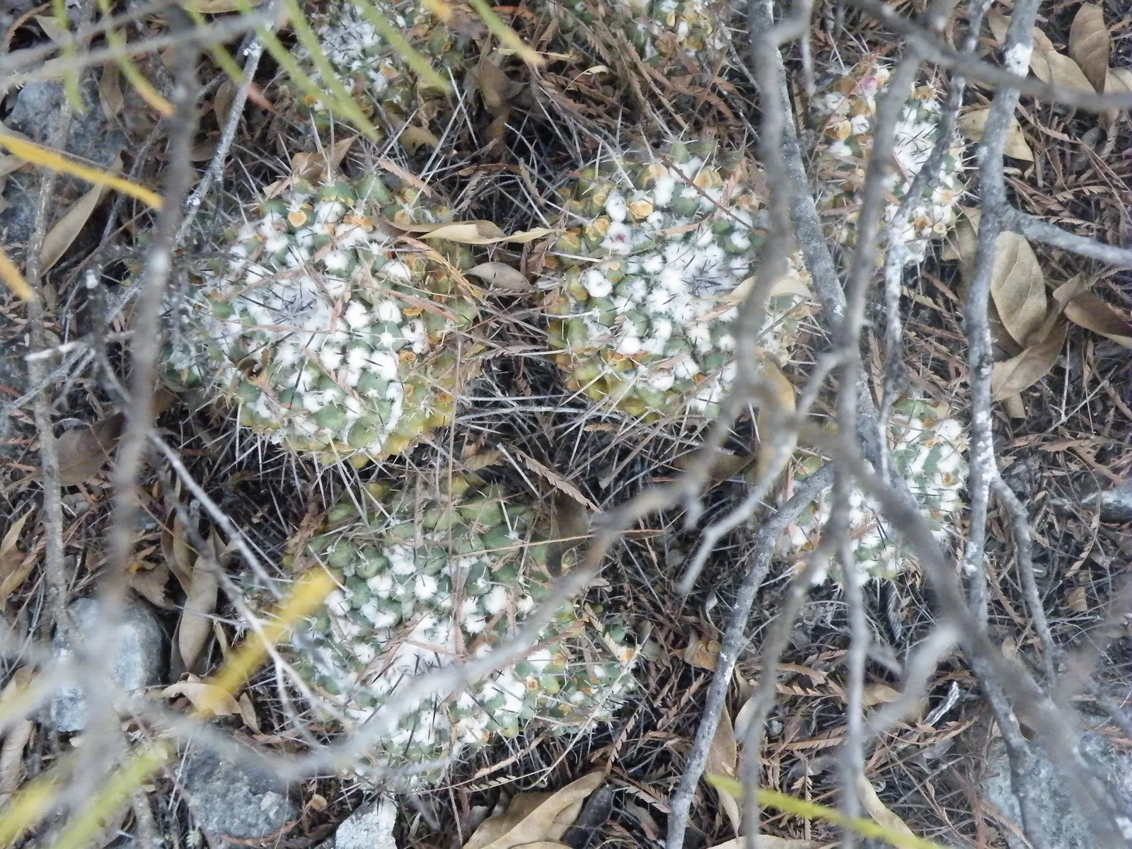 Mother Of Hundreds (Mammillaria Compressa) — which cluster around the mother plant; ideal for rock gardens or as a textured ground cover, image 74