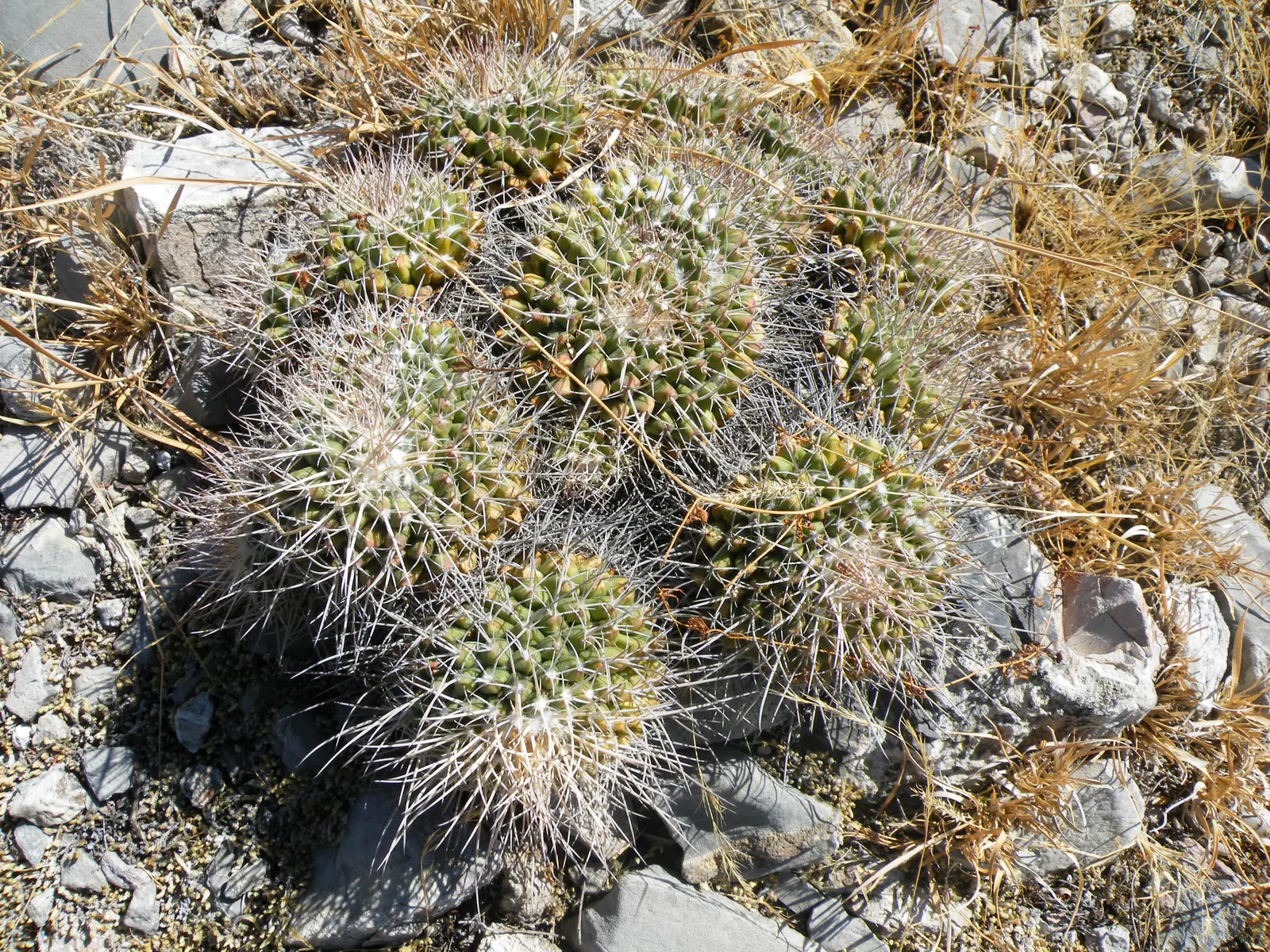 Mother Of Hundreds (Mammillaria Compressa) — cactus with pink blooms