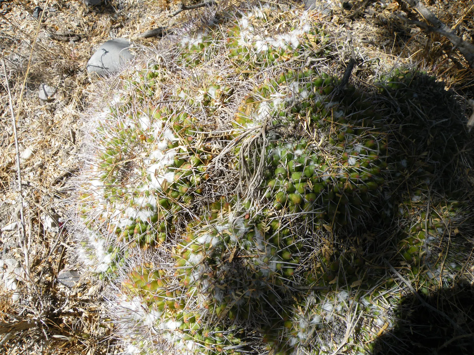 Mother Of Hundreds (Mammillaria Compressa) — Flowers measure approximately 0.75 to 1 inch in diameter; its dense white spines provide a striking contrast to