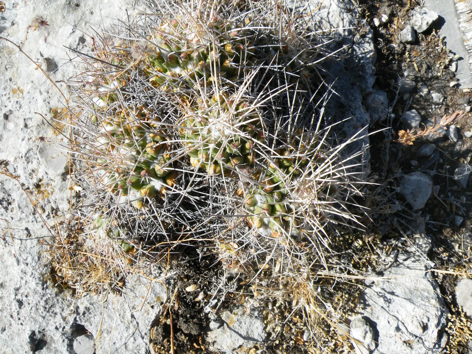 Mother Of Hundreds (Mammillaria Compressa) — Flowers measure approximately 0.75 to 1 inch in diameter