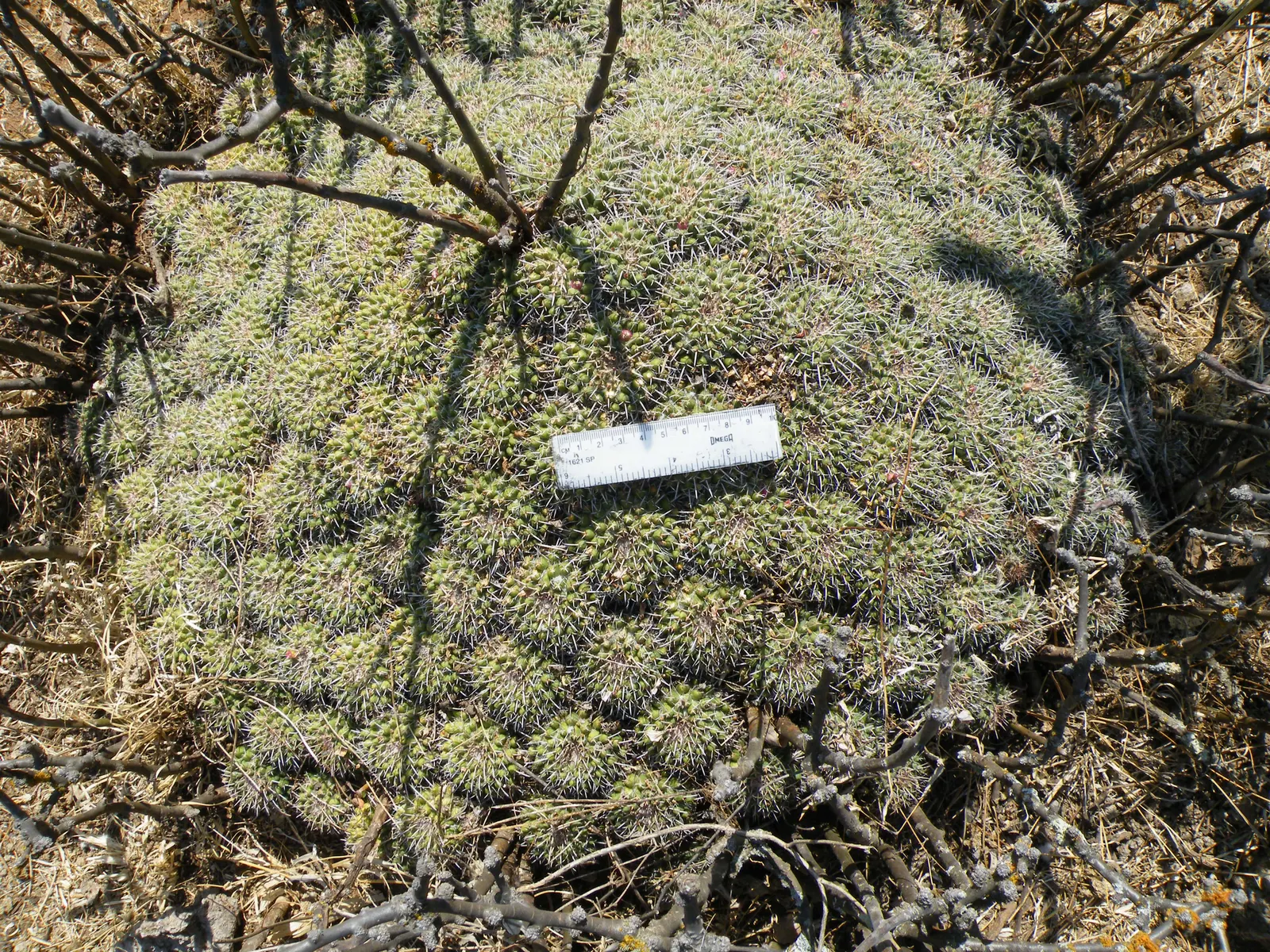 Mother Of Hundreds (Mammillaria Compressa) — typically reaching heights of 6 to 12 inches with equally modest spreads; also known scientifically as, image 70