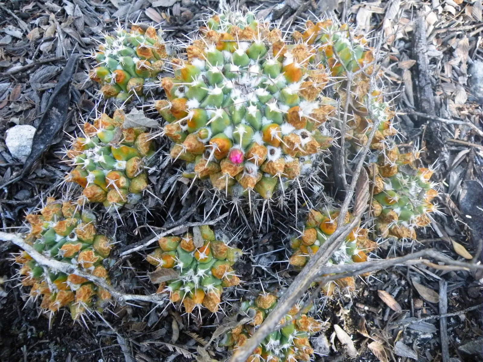 Mother Of Hundreds (Mammillaria Compressa) — This perennial plant boasts a low; cactus for full or half, image 69