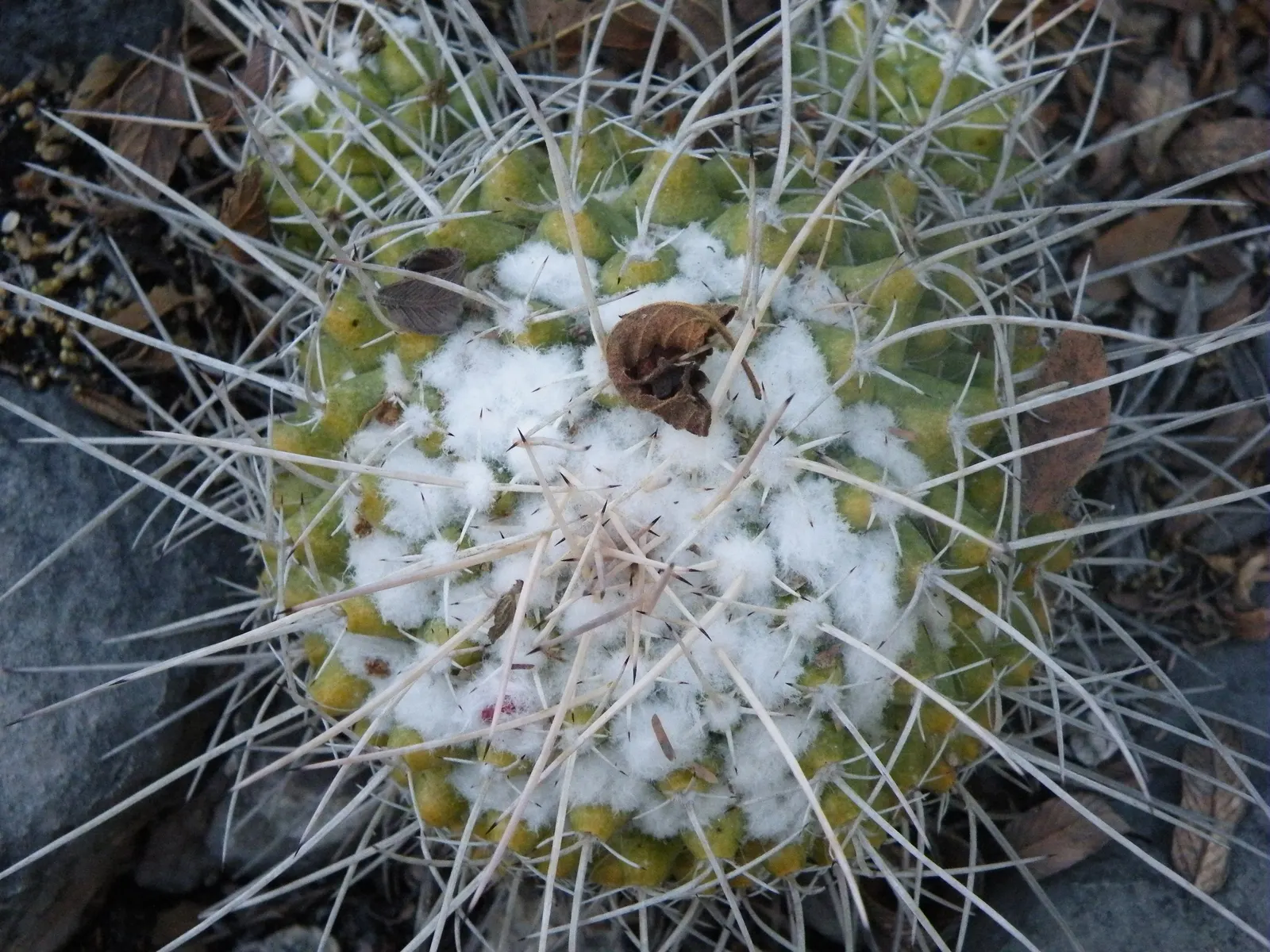 Mother Of Hundreds (Mammillaria Compressa) — Its distinctive appearance pairs well with other succulents and desert flora; is a distinctive cactus, image 83