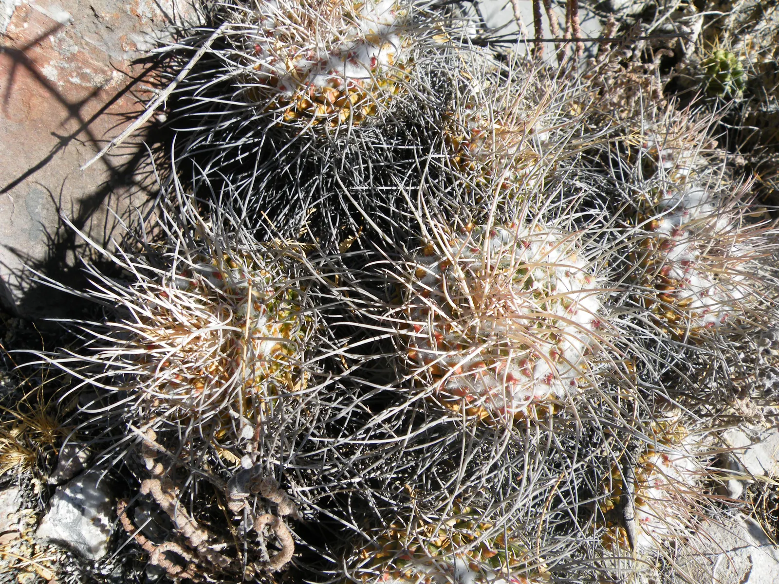 Mother Of Hundreds (Mammillaria Compressa) — as a focal point in a container garden; cactus with pink blooms, image 86