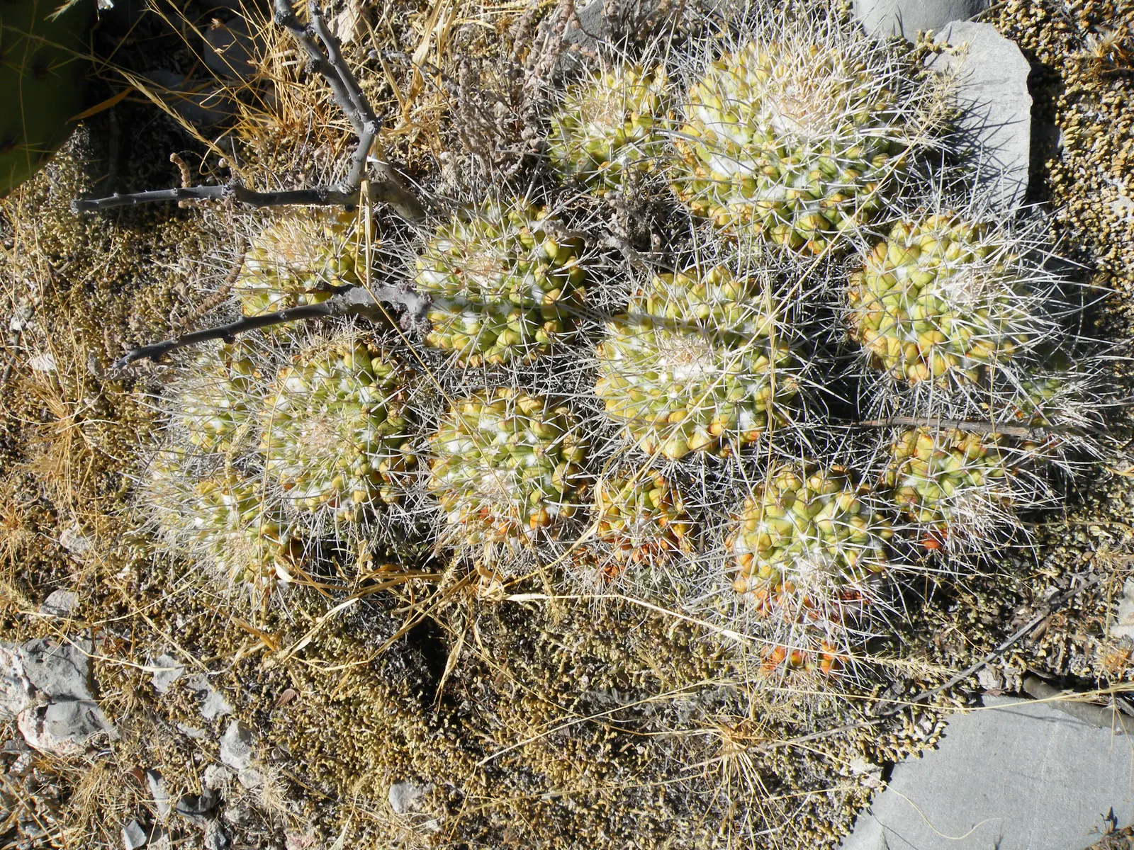 Mother Of Hundreds (Mammillaria Compressa) — also known scientifically as 'Mammillaria compressa'