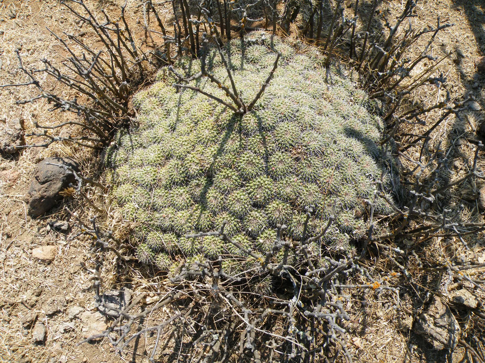 Mother Of Hundreds (Mammillaria Compressa) — Its cylindrical stems are densely packed with spirally-arranged tubercles