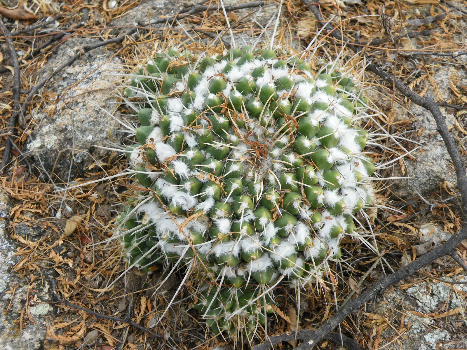 Mother Of Hundreds (Mammillaria Compressa) — making it a low-maintenance choice for the water-conscious gardener; mammillaria compressa, 'Mother of Hundreds,'