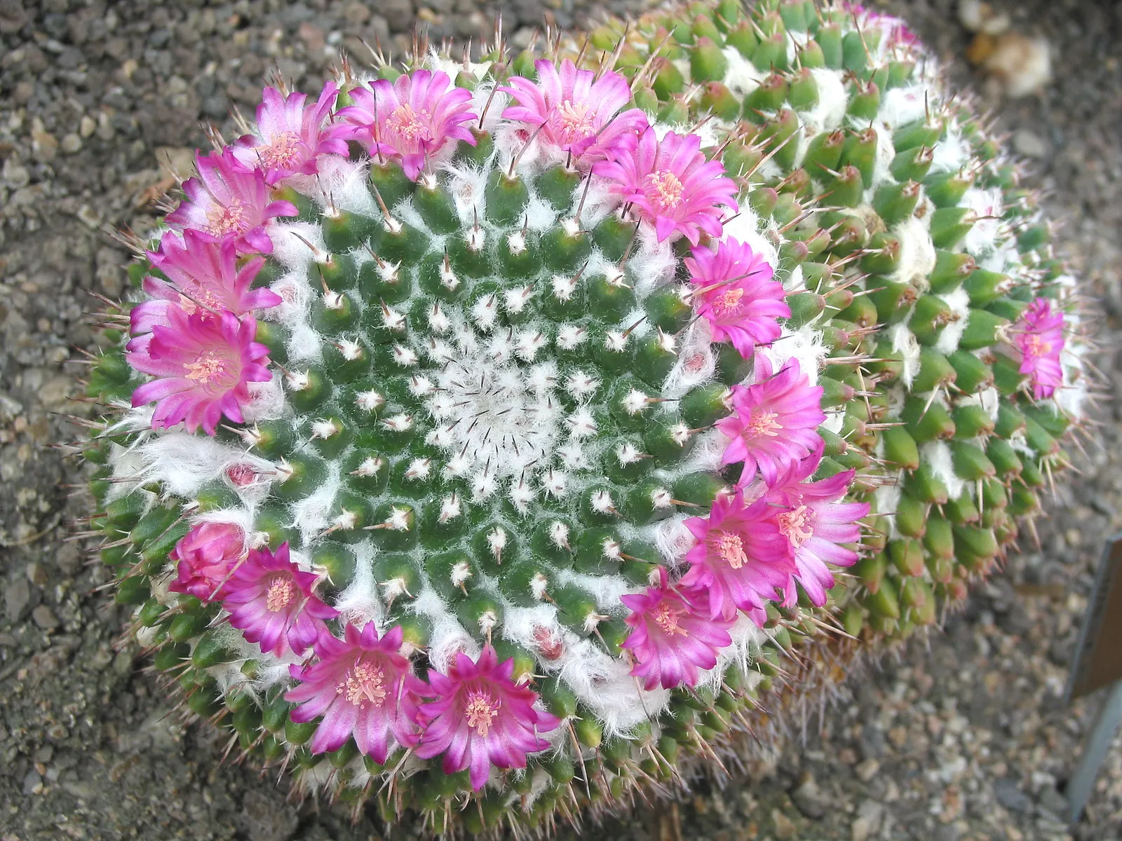Mother Of Hundreds (Mammillaria Compressa) — is a distinctive cactus variety that can add an eye-catching textural element to any xeriscape or rock, image 98