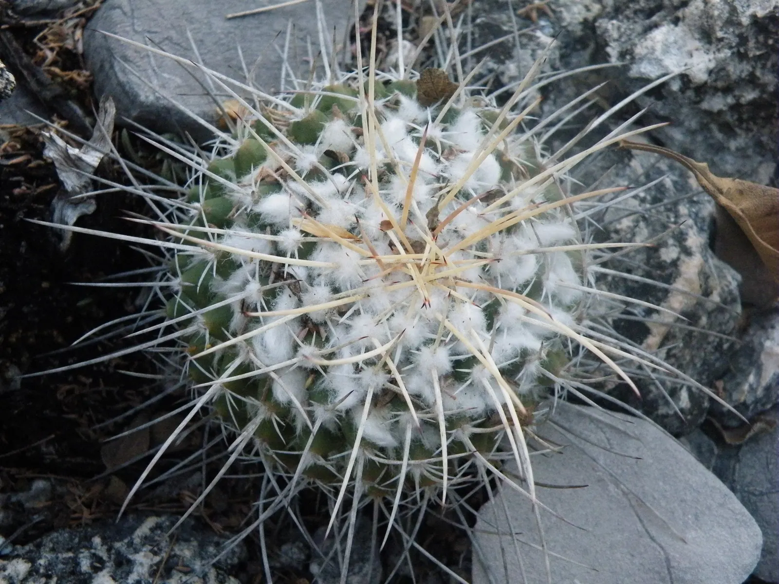 Mother Of Hundreds (Mammillaria Compressa) — Its distinctive appearance pairs well with other succulents and desert flora; is a distinctive cactus variety that