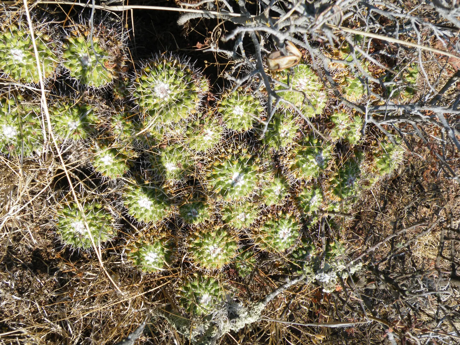 Mother Of Hundreds (Mammillaria Compressa) — Its dense white spines provide a striking contrast to yellow blooms; flowers measure approximately, image 93