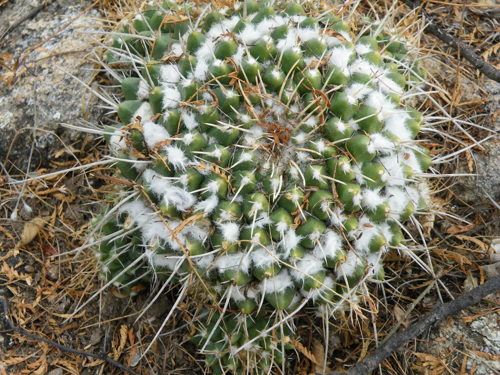 Mother Of Hundreds (Mammillaria Compressa) — cactus for full or half; or to provide an accent in a rockery, image 90