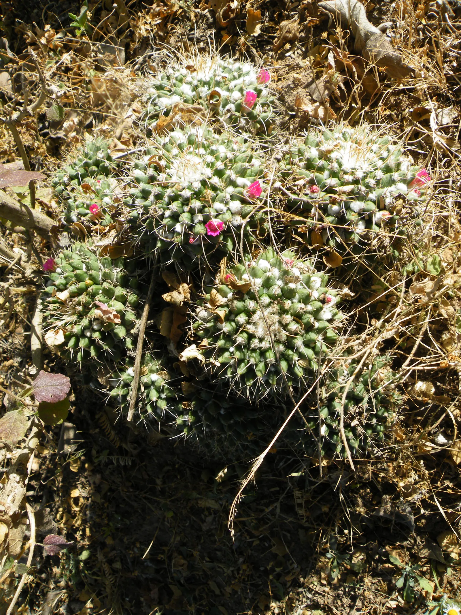 Mother Of Hundreds (Mammillaria Compressa) — It grows 6 to 12 inches tall with a 4 to 6-inch spread