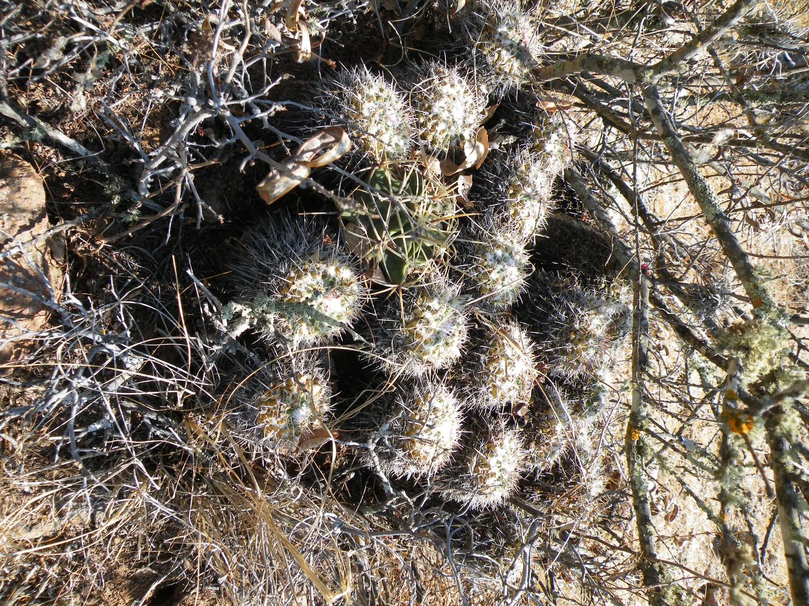 Mother Of Hundreds (Mammillaria Compressa) — it offers a low-maintenance option for arid-themed landscapes