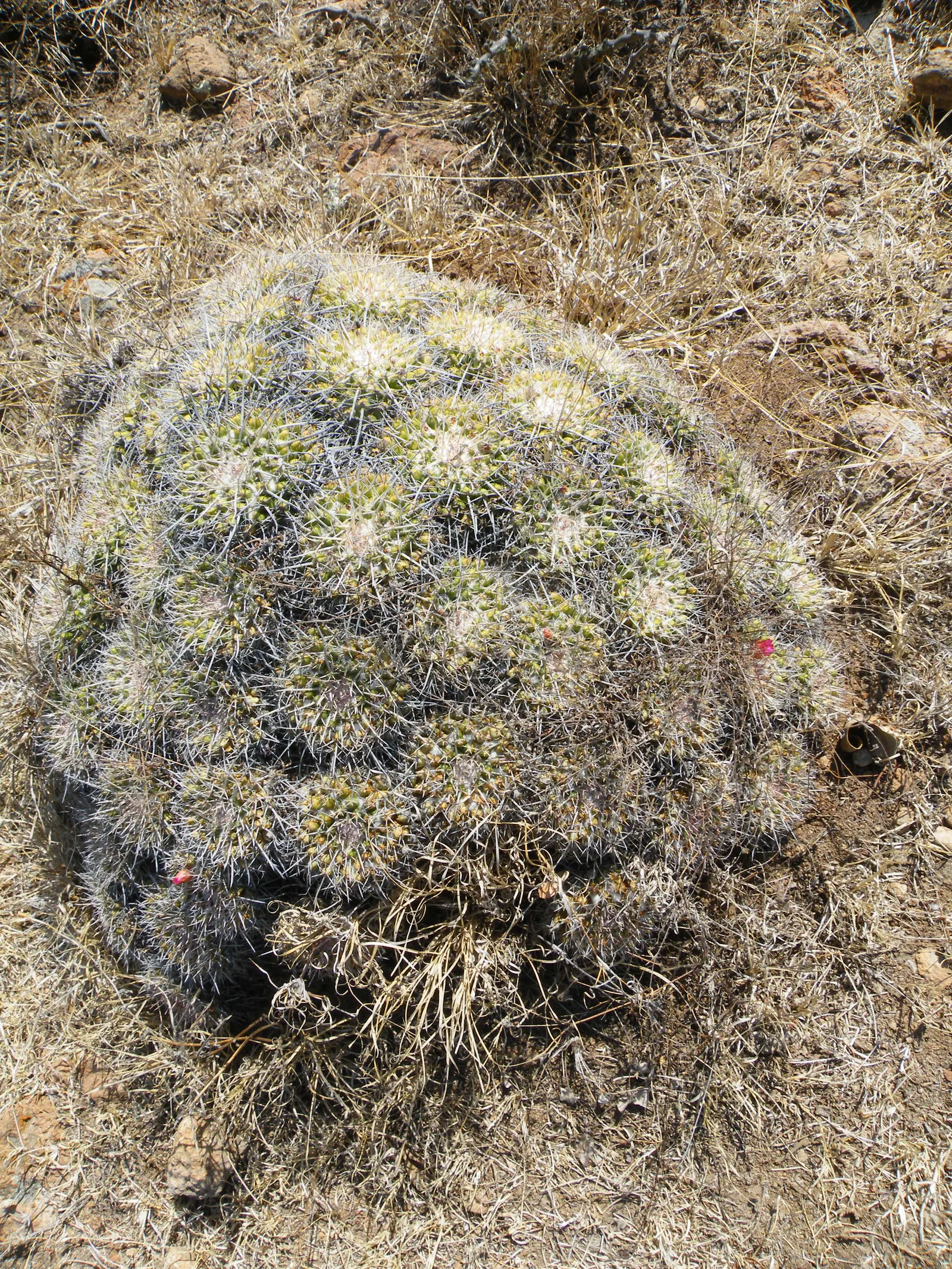 Mother Of Hundreds (Mammillaria Compressa) — which contrasts pleasingly with its green to bluish-green stems
