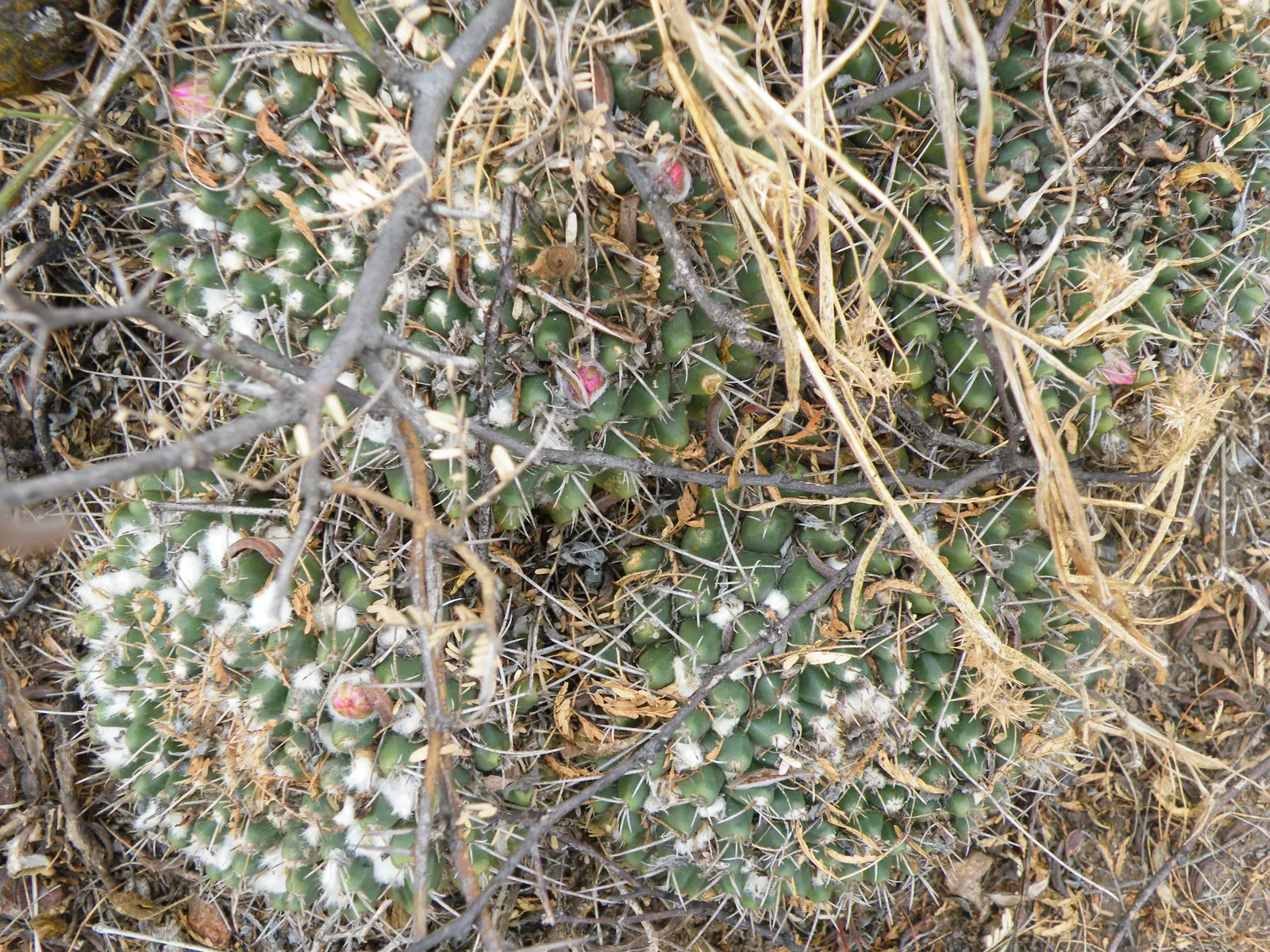 Mother Of Hundreds (Mammillaria Compressa) — consider well-drained soil and a location receiving full sun to partial shade; which contrasts pleasingly with its