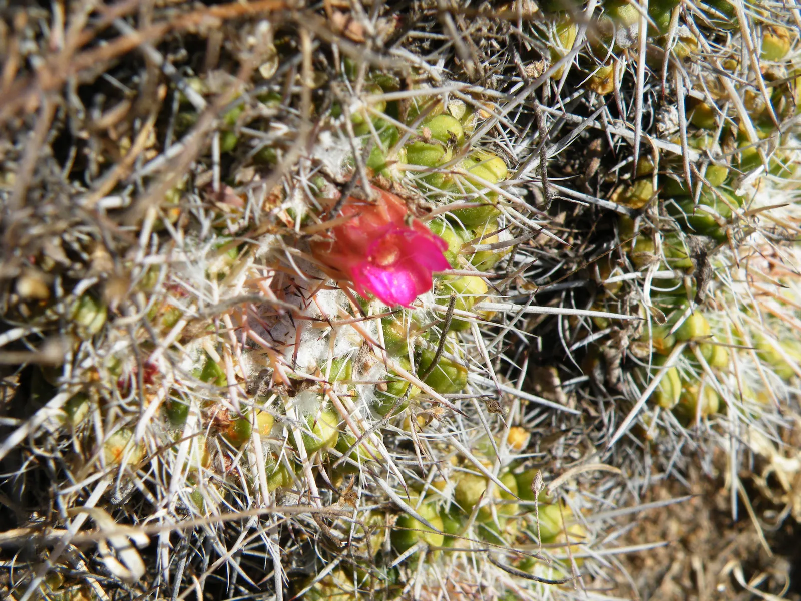 Mother Of Hundreds (Mammillaria Compressa) — This drought-tolerant cactus prefers full sun and well-draining soil; use it to fill gaps in a succulent border