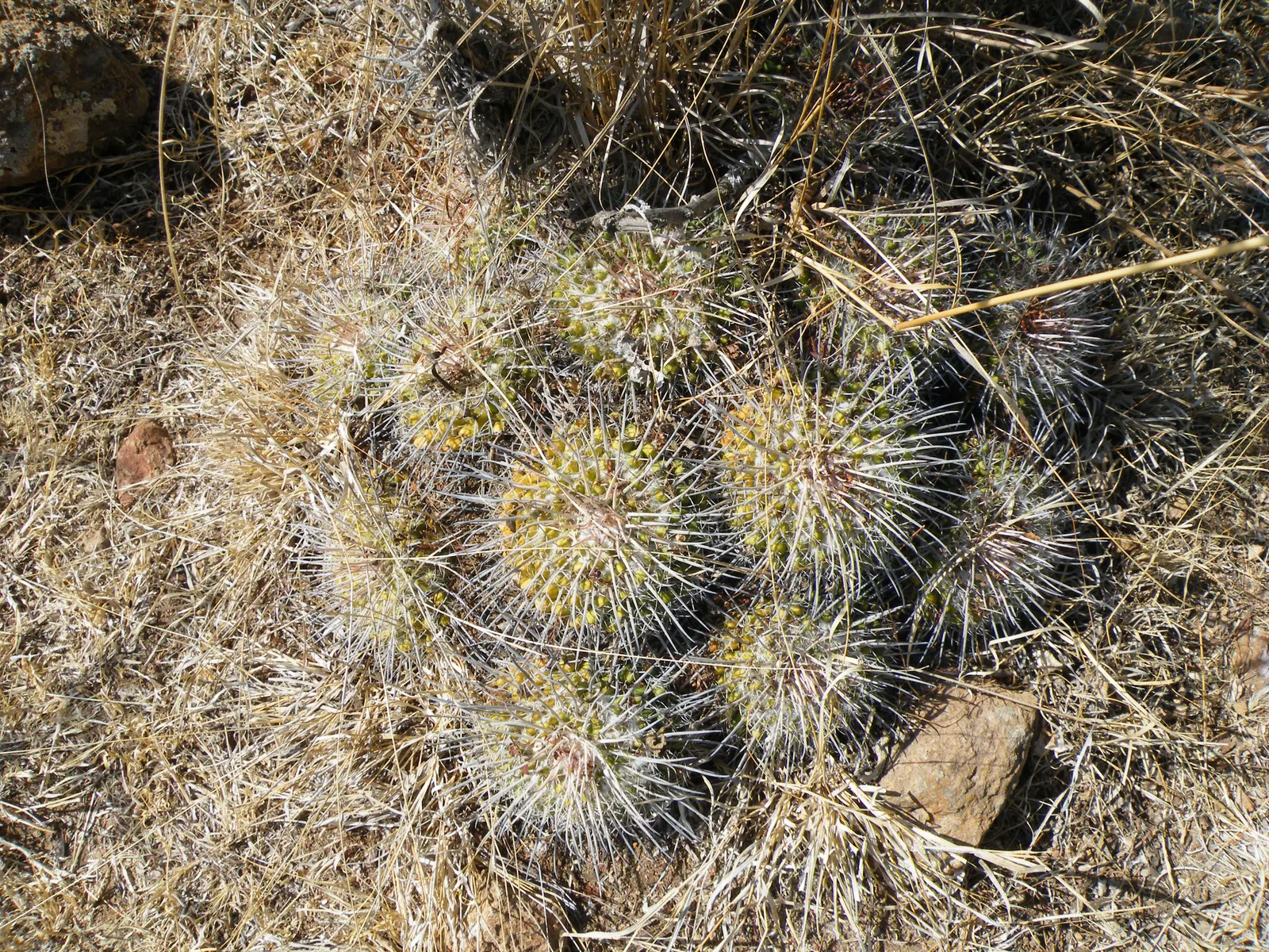 Mother Of Hundreds (Mammillaria Compressa) — making it a low-maintenance choice for the water-conscious gardener; mammillaria compressa, 'Mother of, image 82