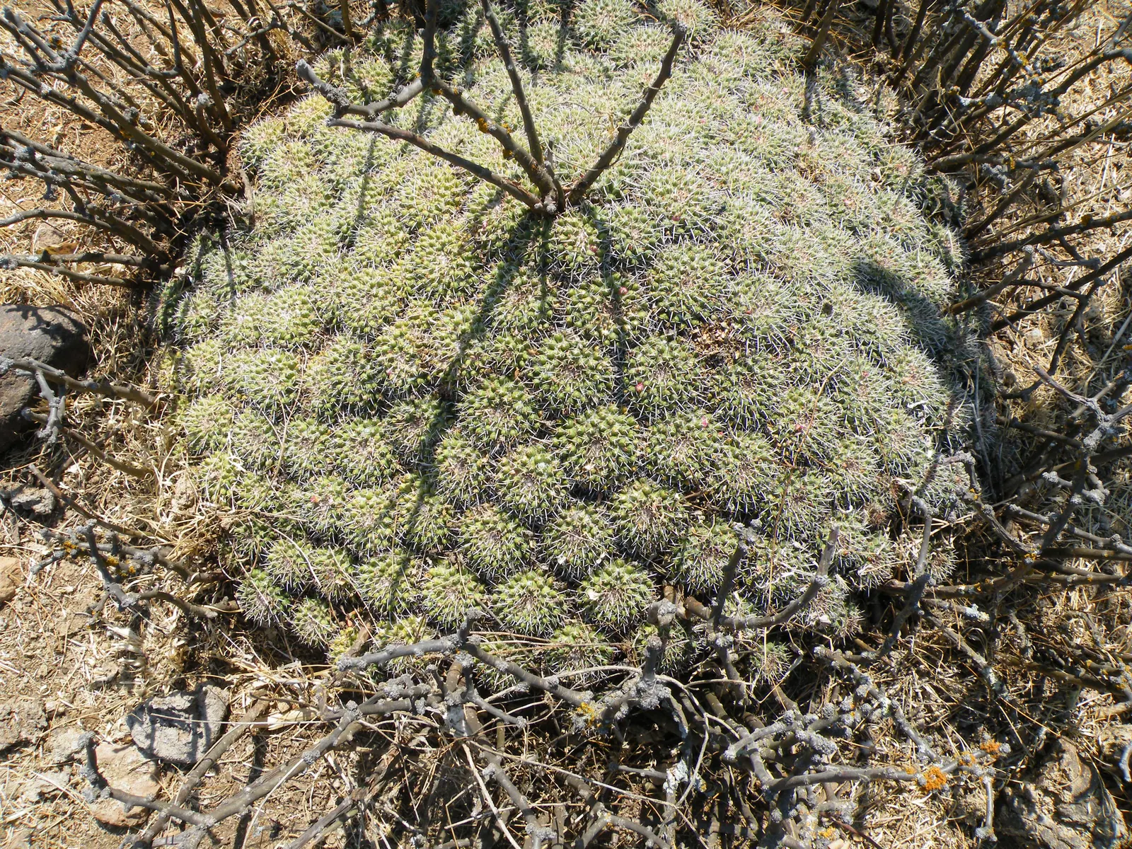 Mother Of Hundreds (Mammillaria Compressa) — which contrasts pleasingly with its green to bluish-green stems; as a focal point in a container garden